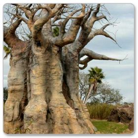 Baobab afrykański (Adansonia digitata)